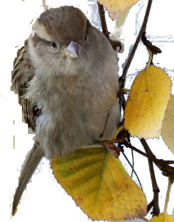 őszi állatok_50.png